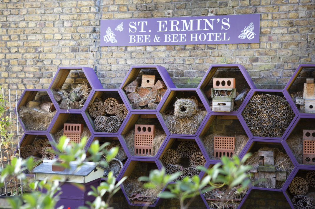 Beekeeping at St Ermin's Hotel