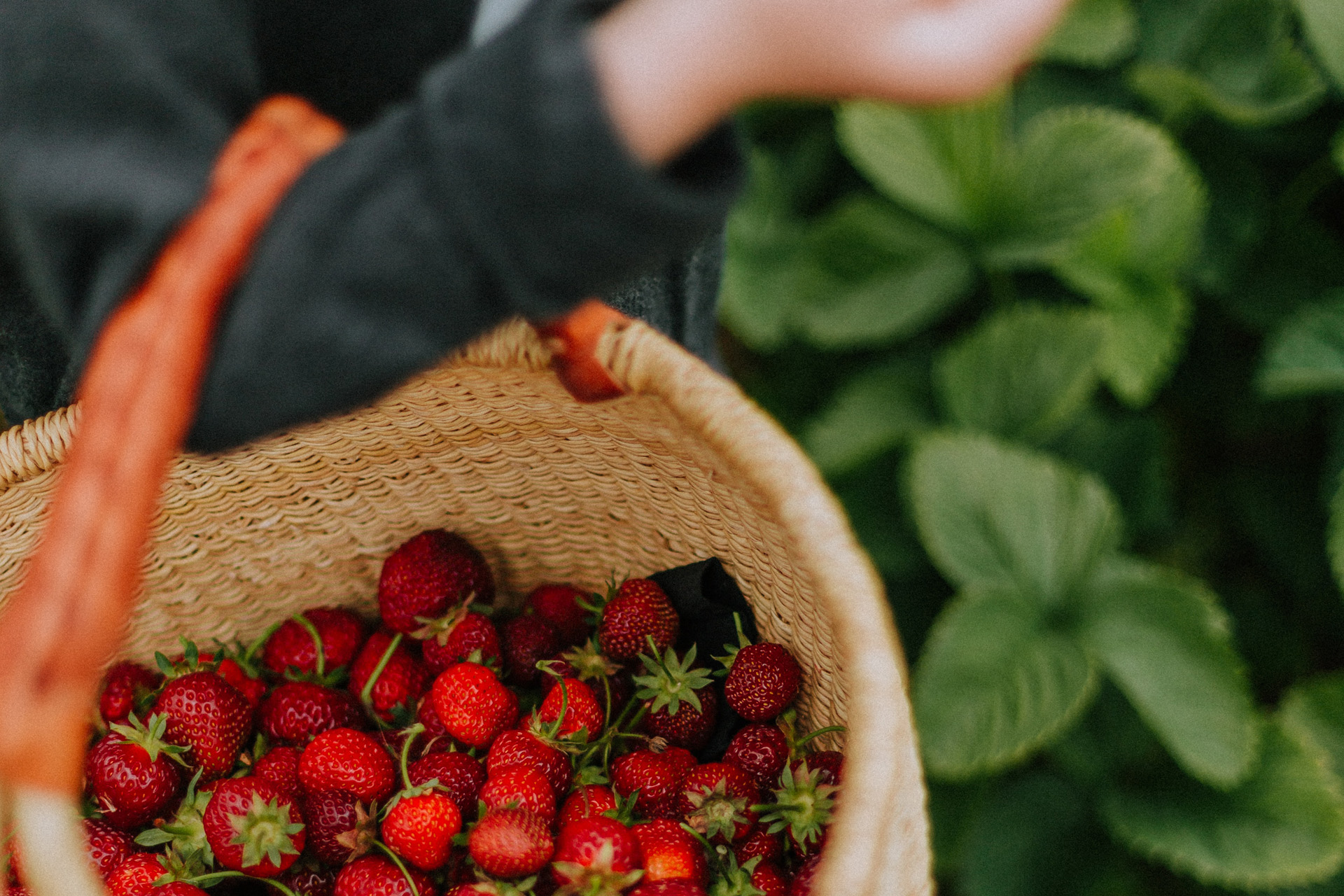 strawberry picking into a basket