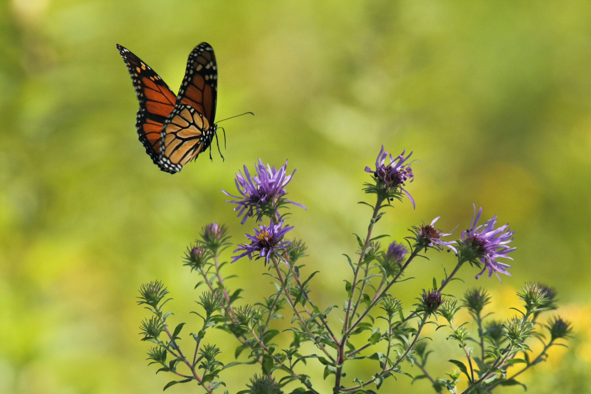 Butterflies