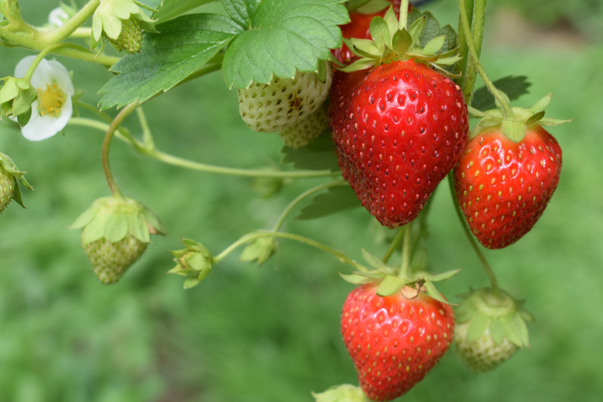 Strawberries