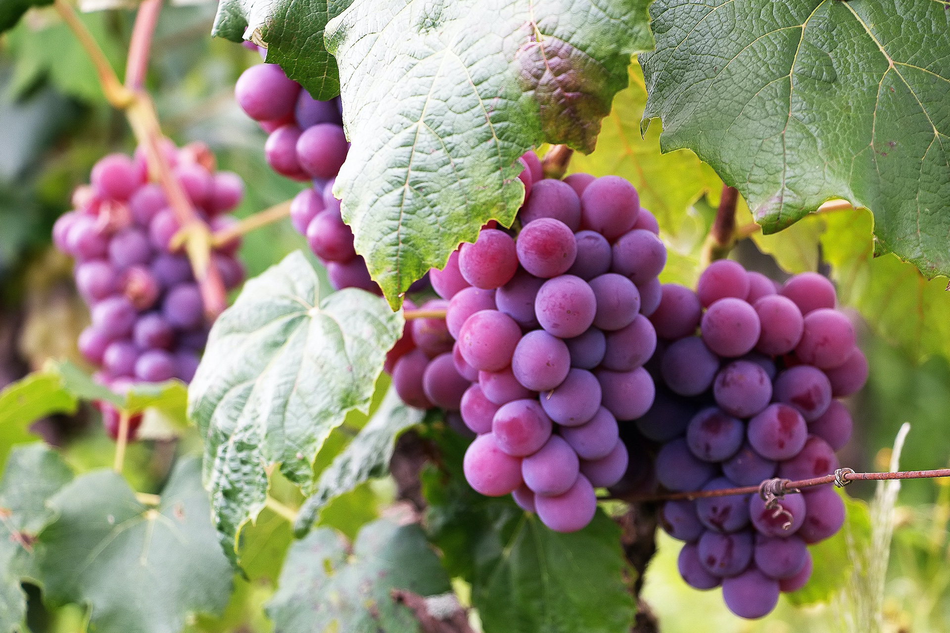 Grapes for champagne