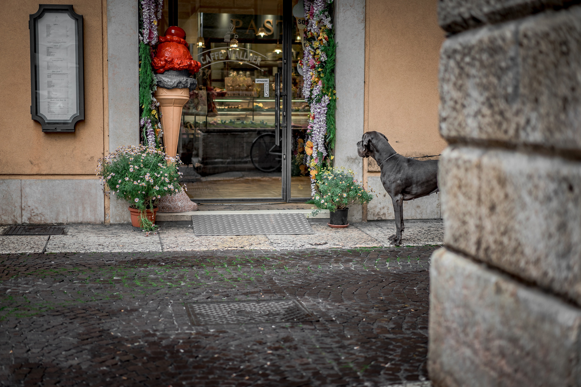 Dog at a restaurant