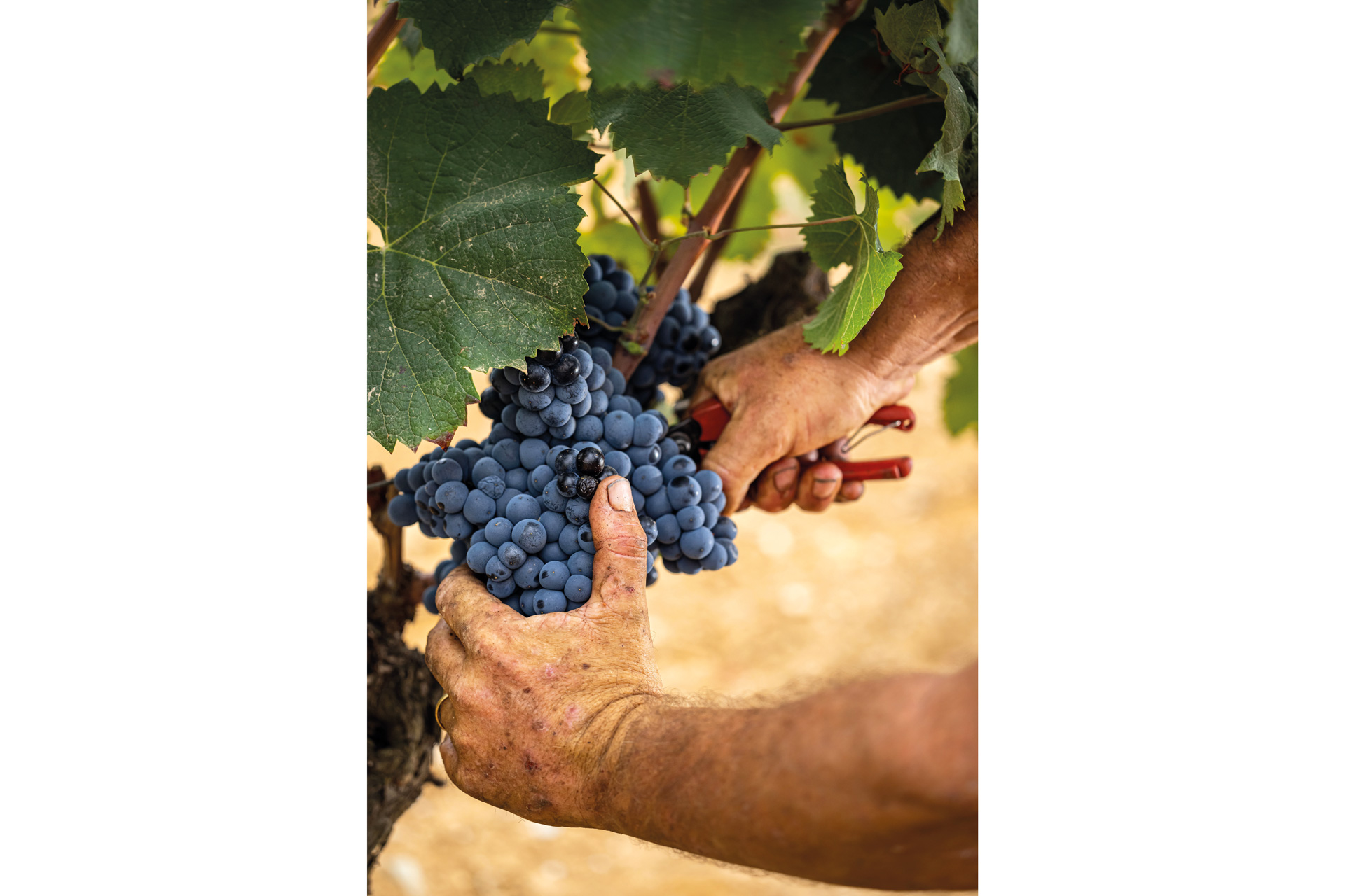 Grapes for winemaking at Chateau Leoube