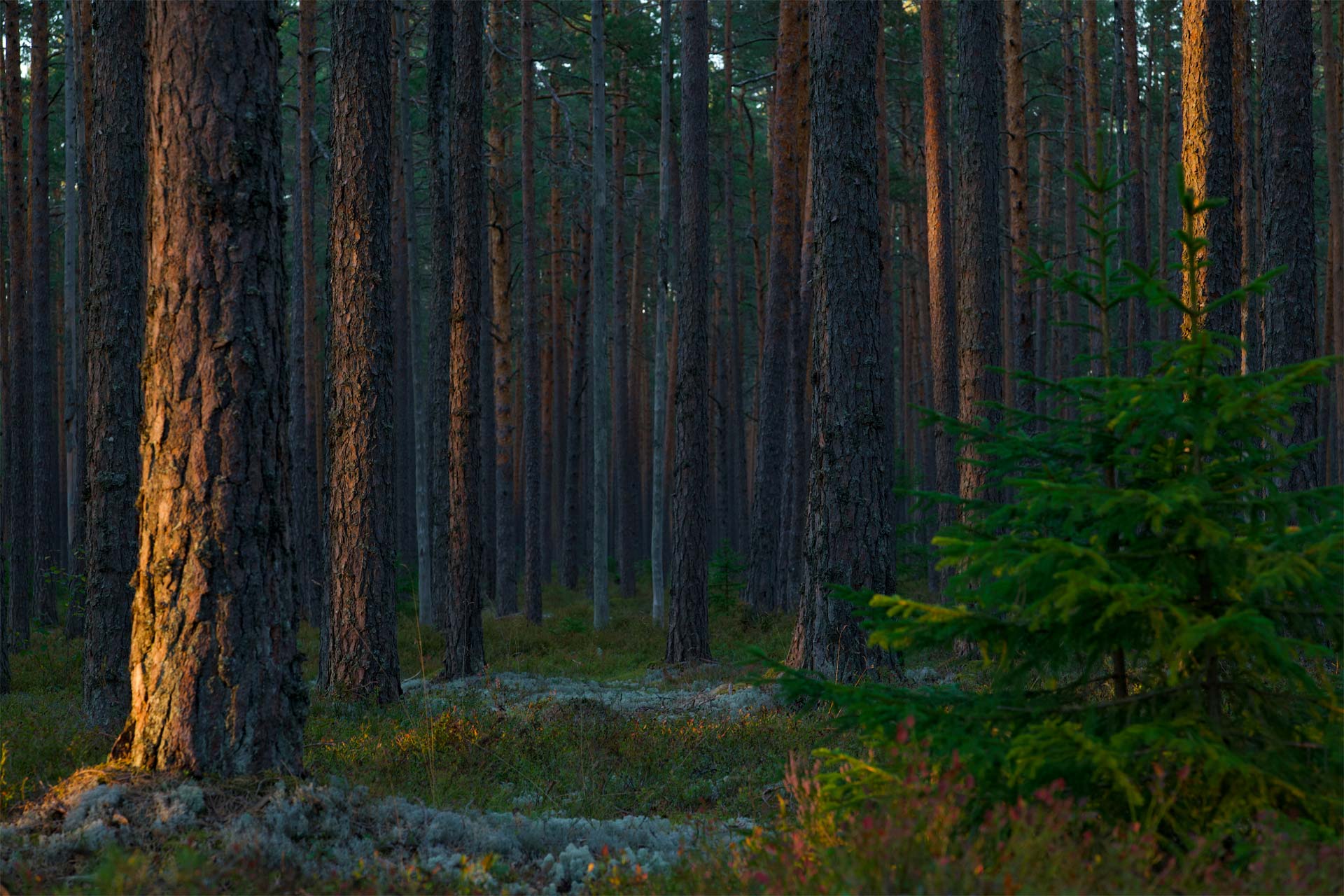 Forest at sunrise