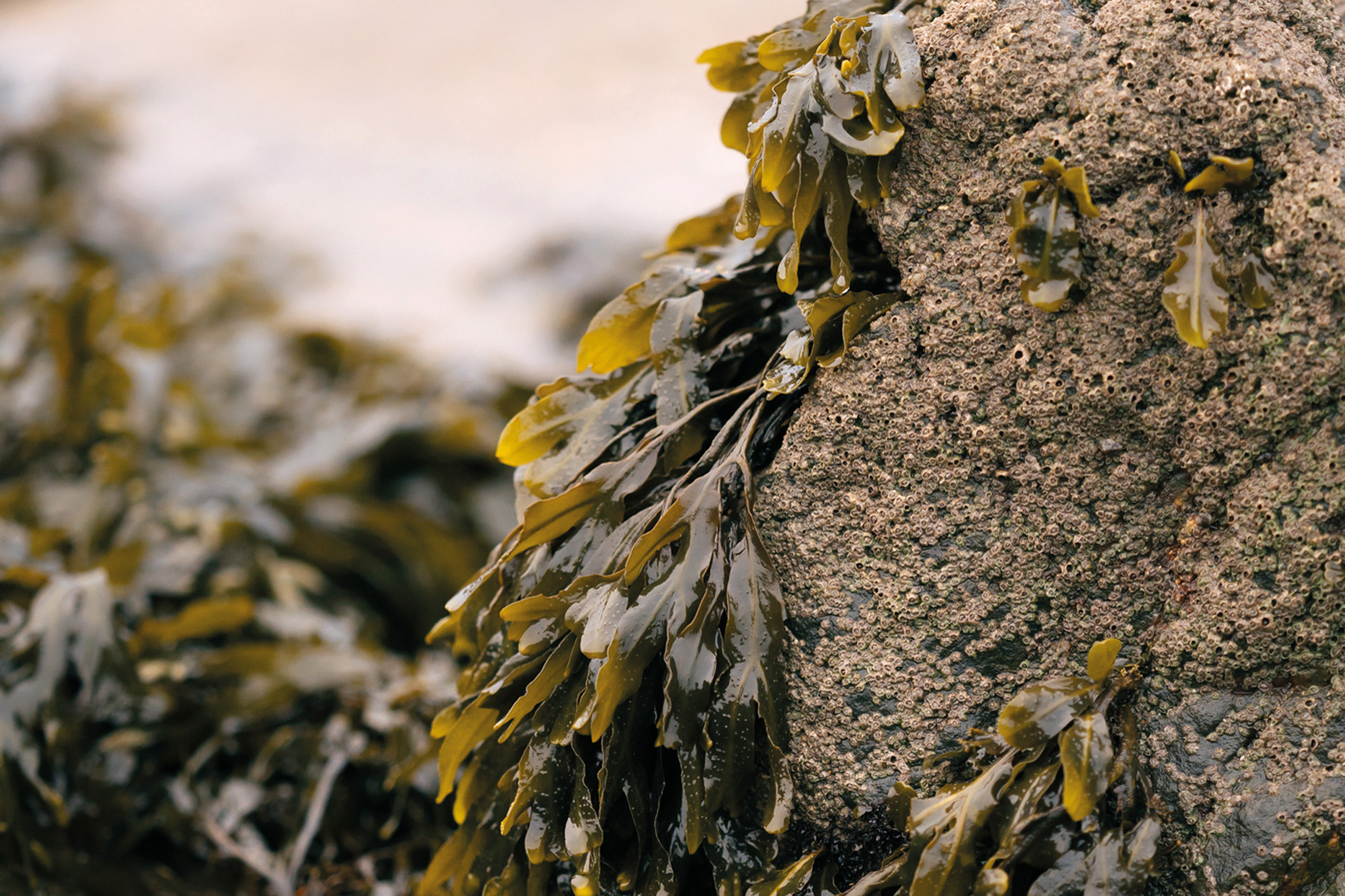 Seaweed on a rock.