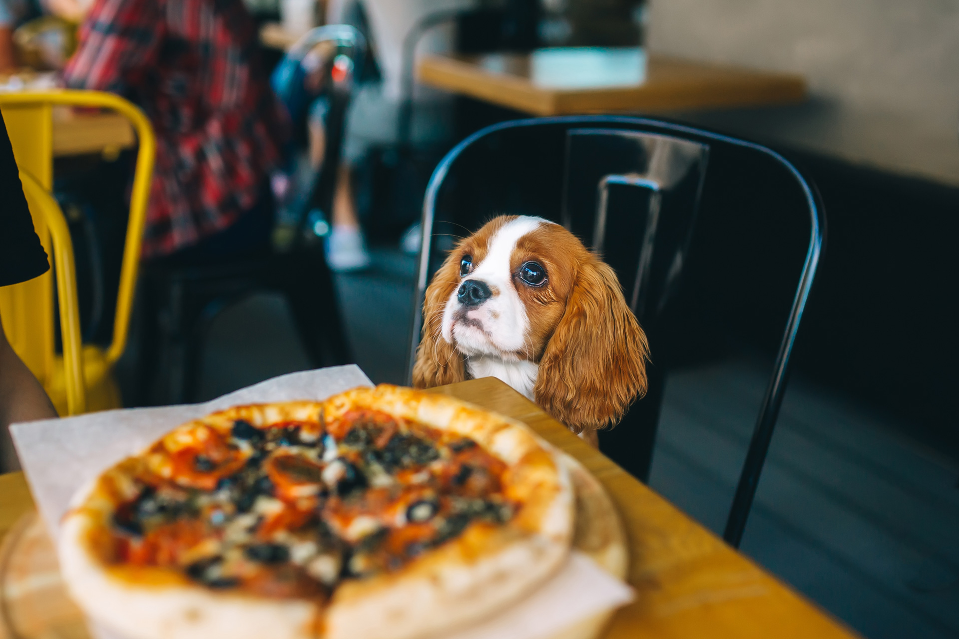 Dog at a restaurant with a pizza on the table
