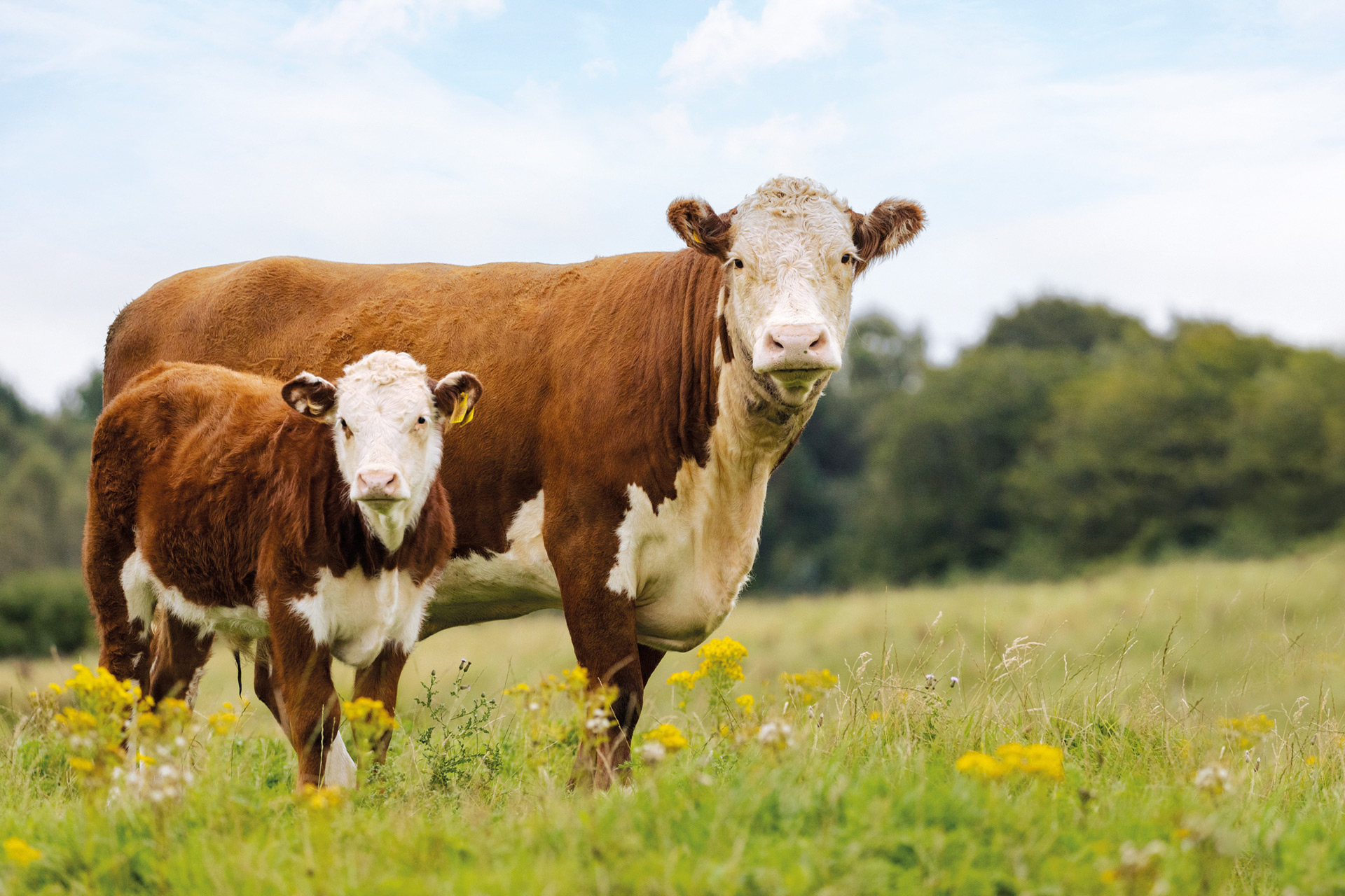Brown cow and calf standing in field