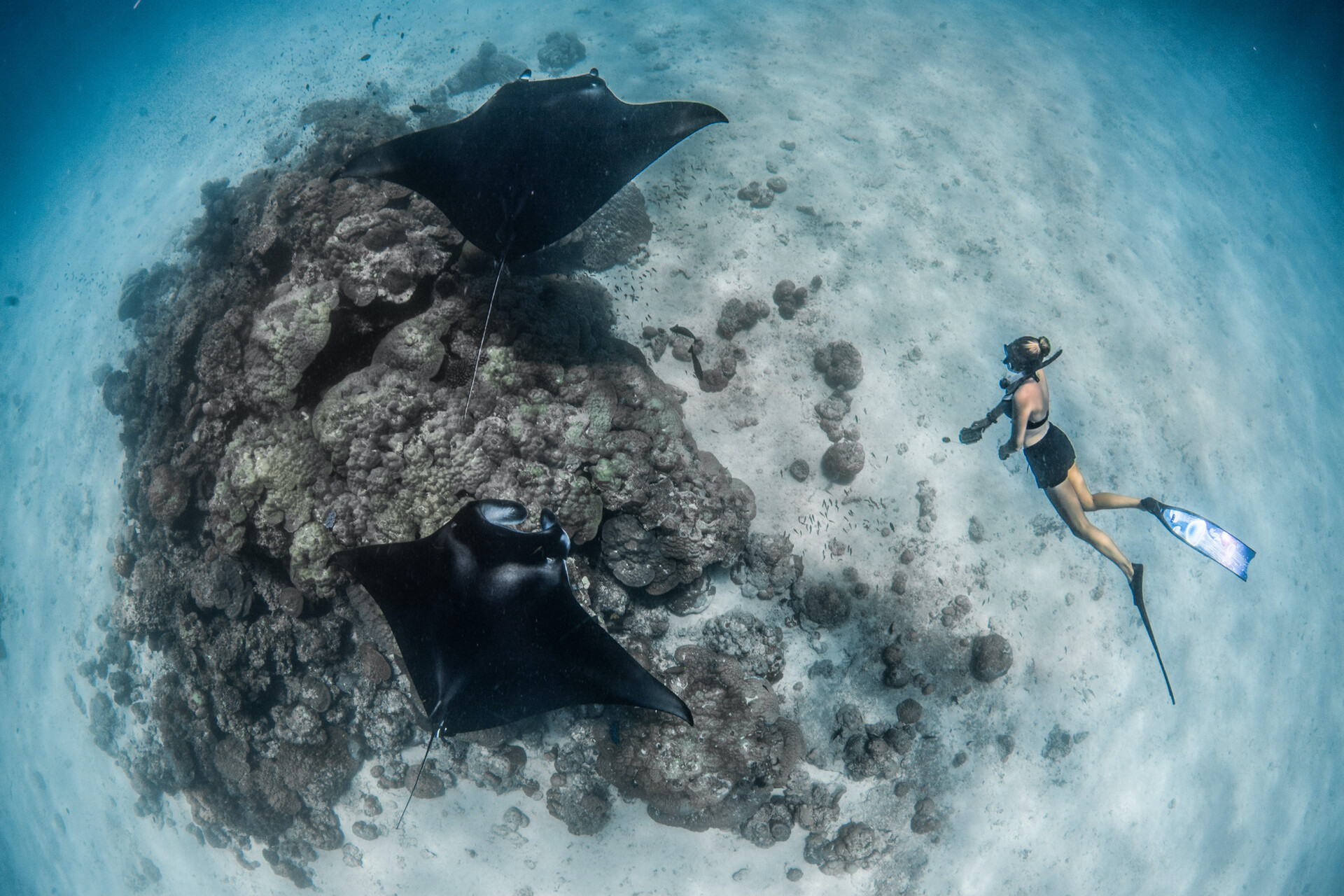 Snorkelling with manta rays atFour Seasons Landaa Giraavaru