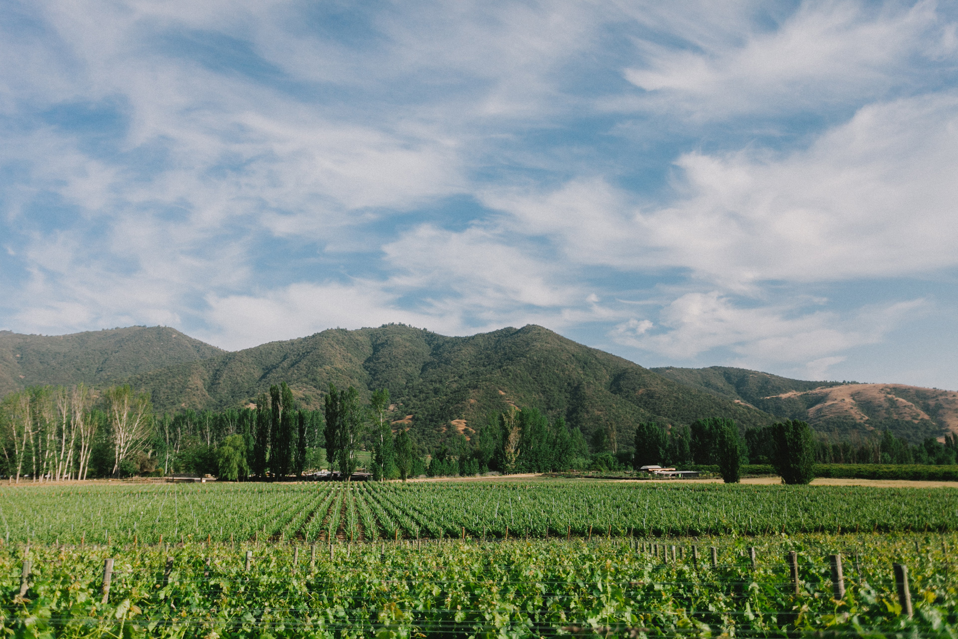 VIK, a vineyard in Chile