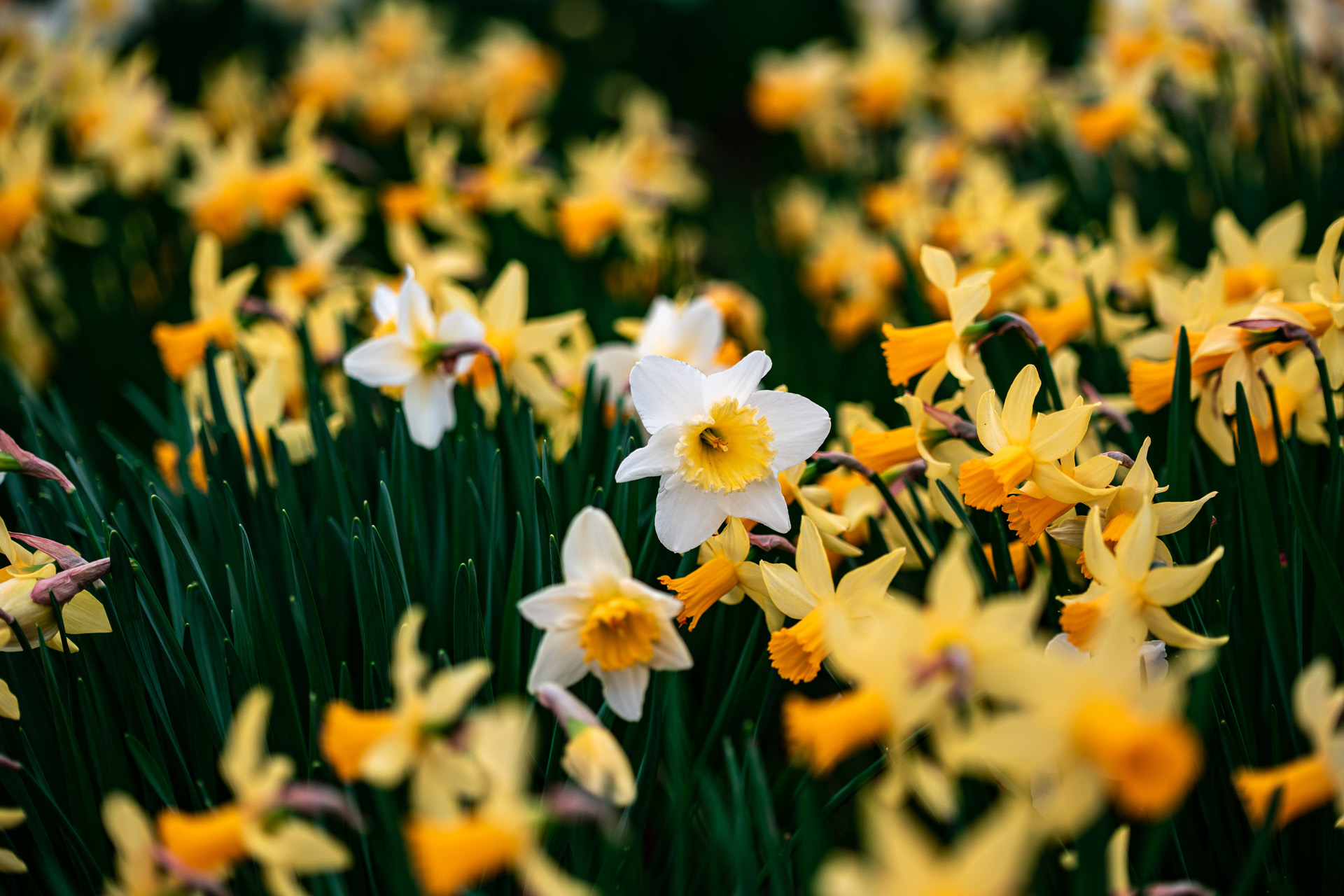Adding daffodils to cattle feed could reduce methane emissions by a third