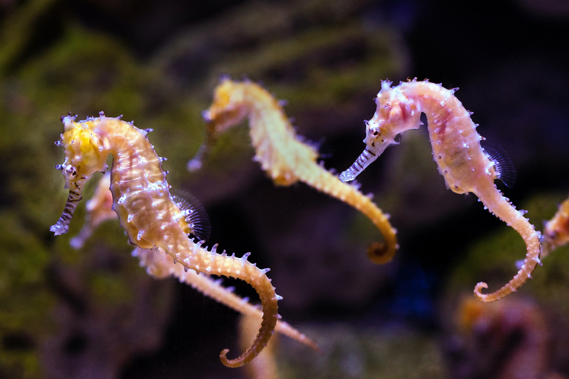 Pink and yellow seahorses
