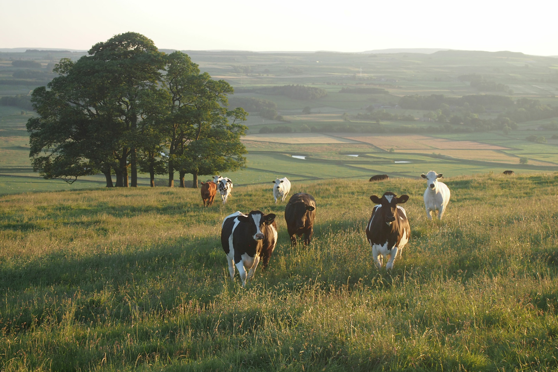 cows in a field