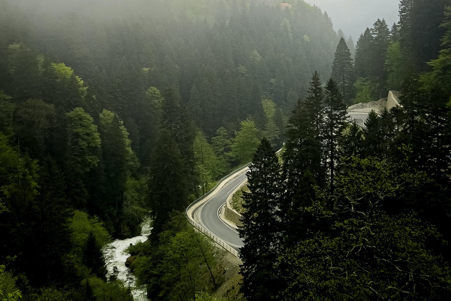 Road through forest