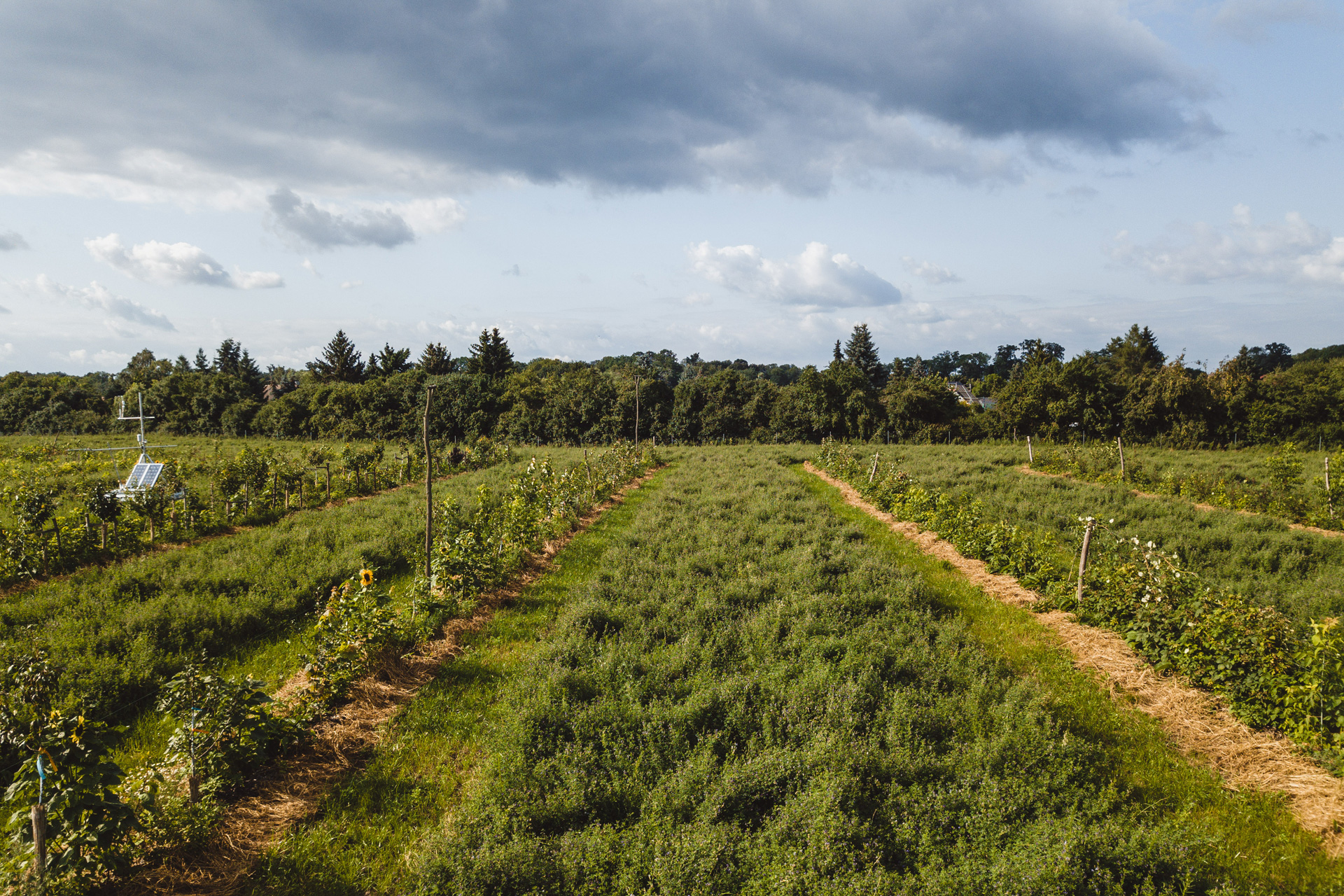 Benedikt Bosel and Tess Ward's farm