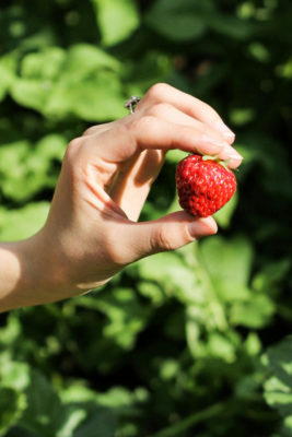 Hand holding strawberry, with skin lit up by sun
