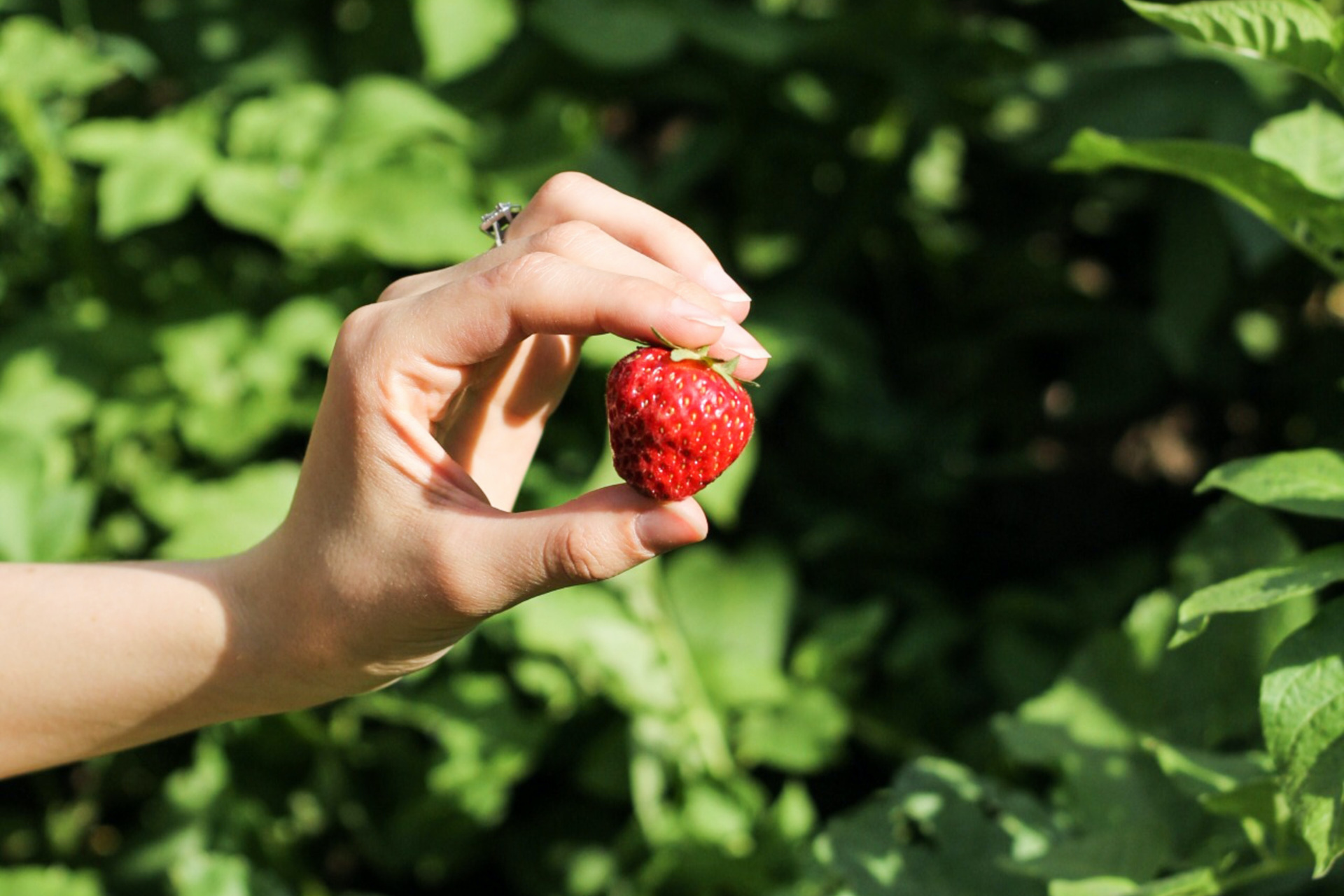 Hand holding strawberry