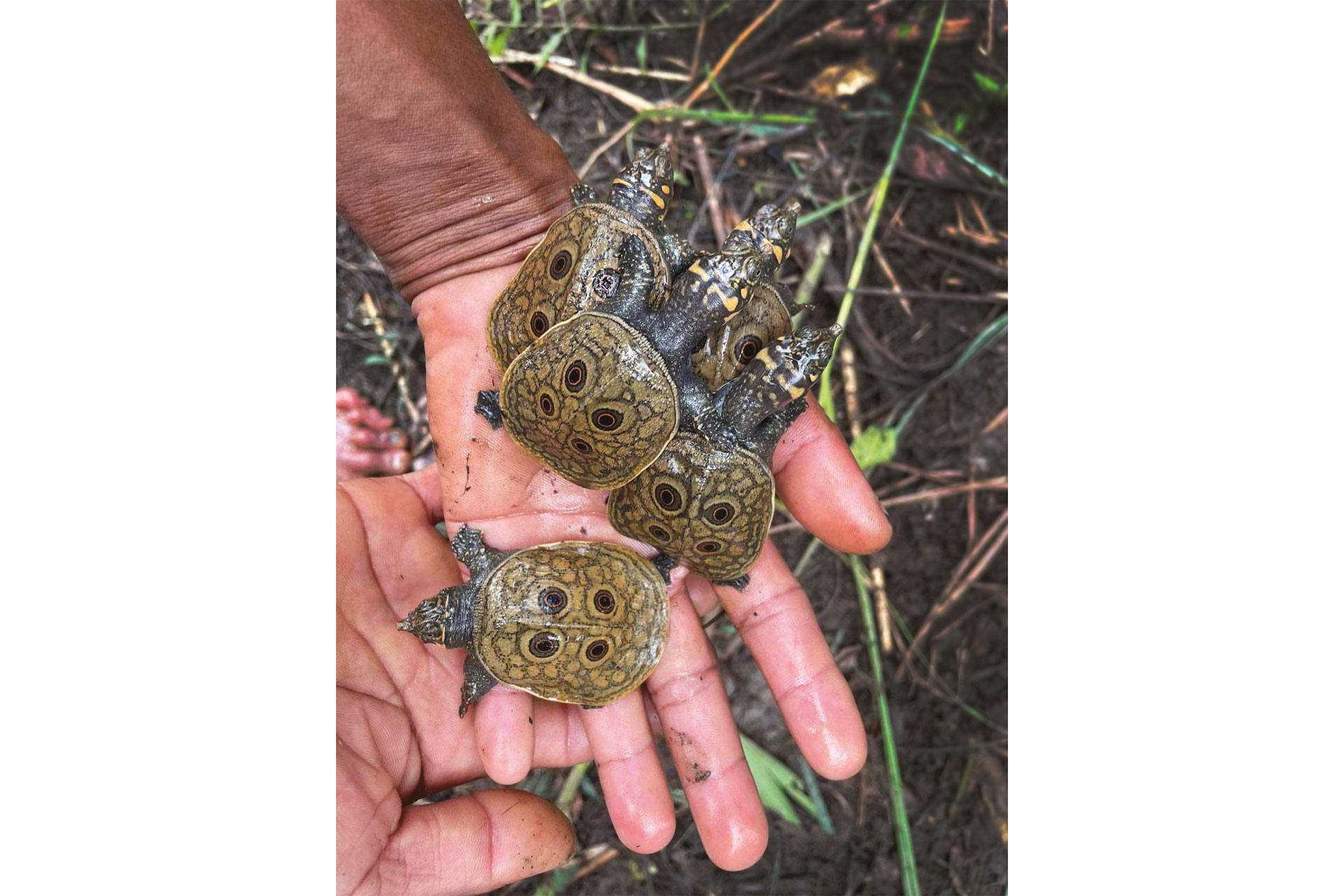 Burmese Turtles