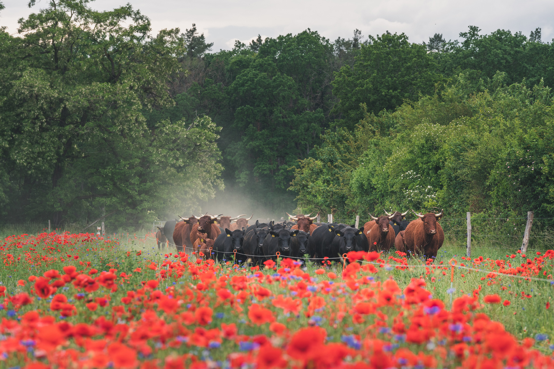 Cows at Benedikt Bosel's farm