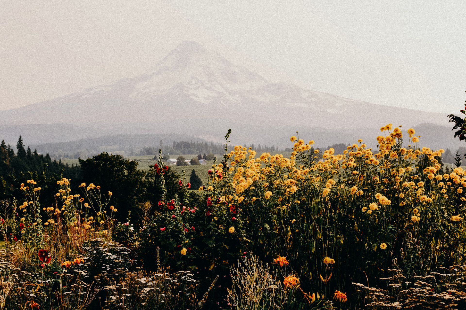 How B Corp Food Brand Ella’s Kitchen Is Protecting Wildflowers