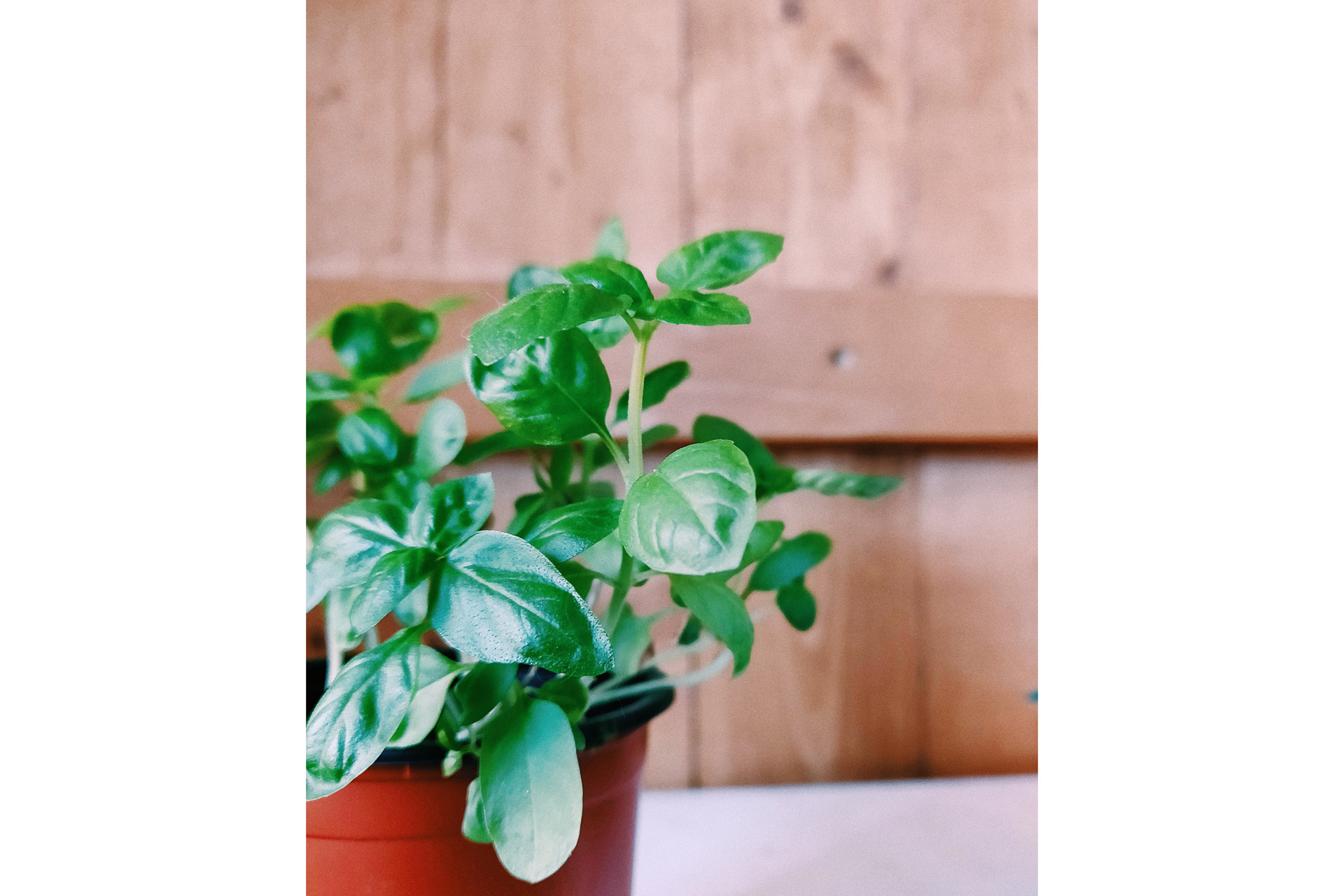 Basil plant