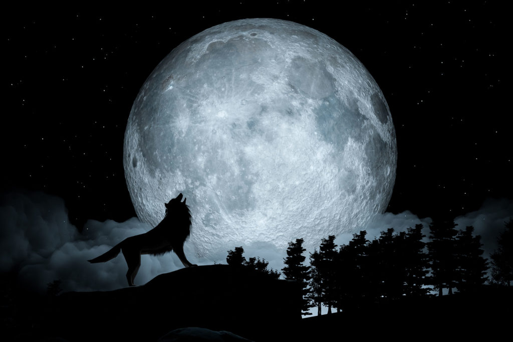 Wolf howling at the moon