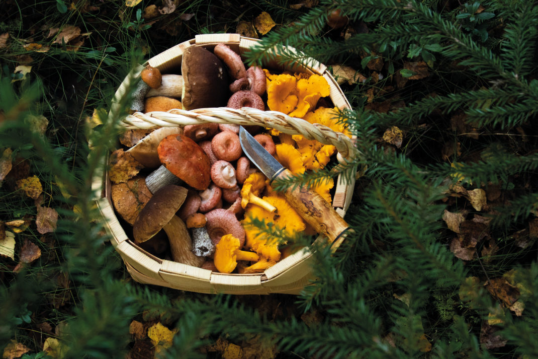 Wild mushrooms
