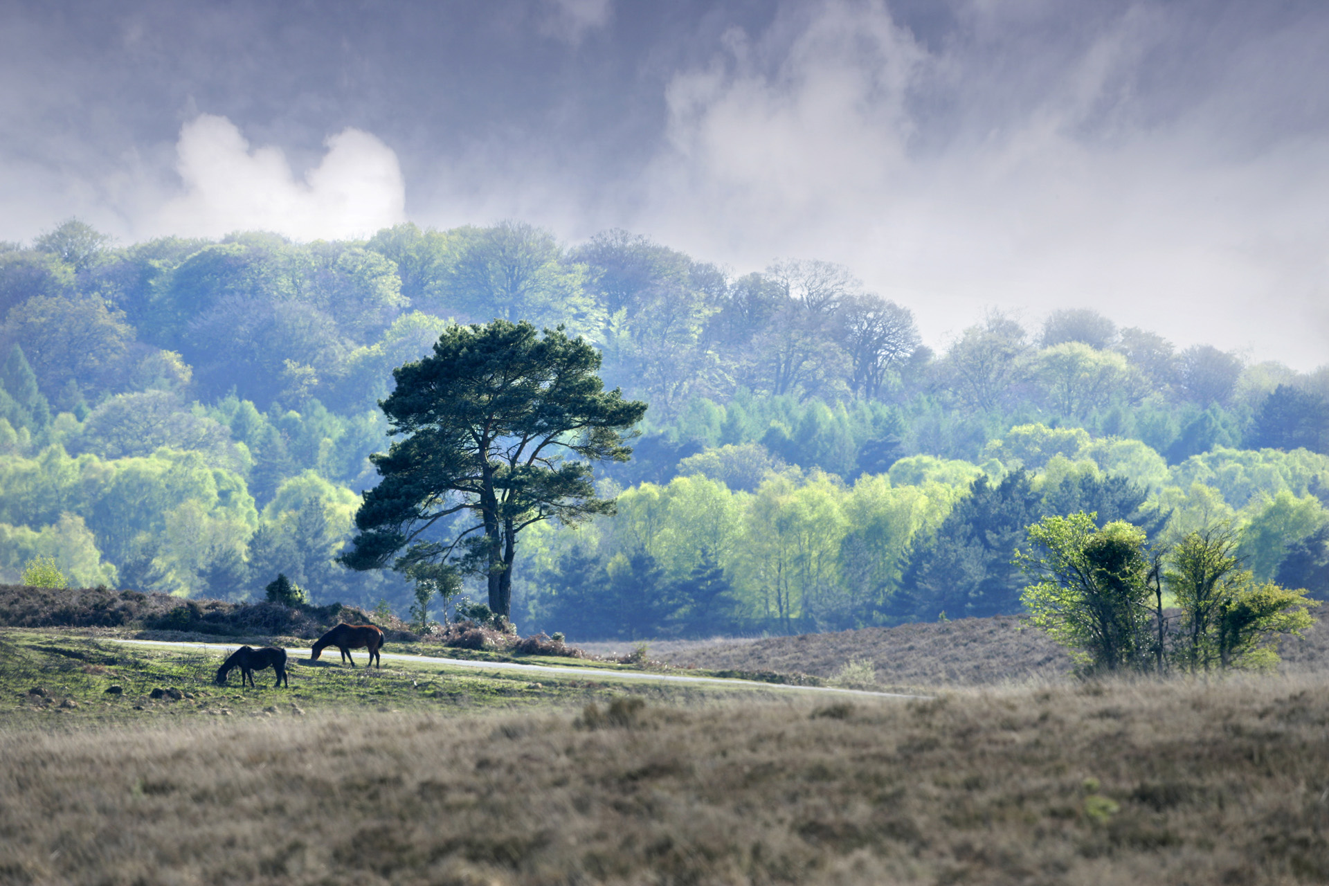 New Forest landscape