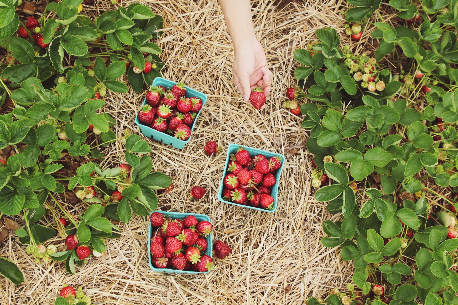 Strawberries being picked