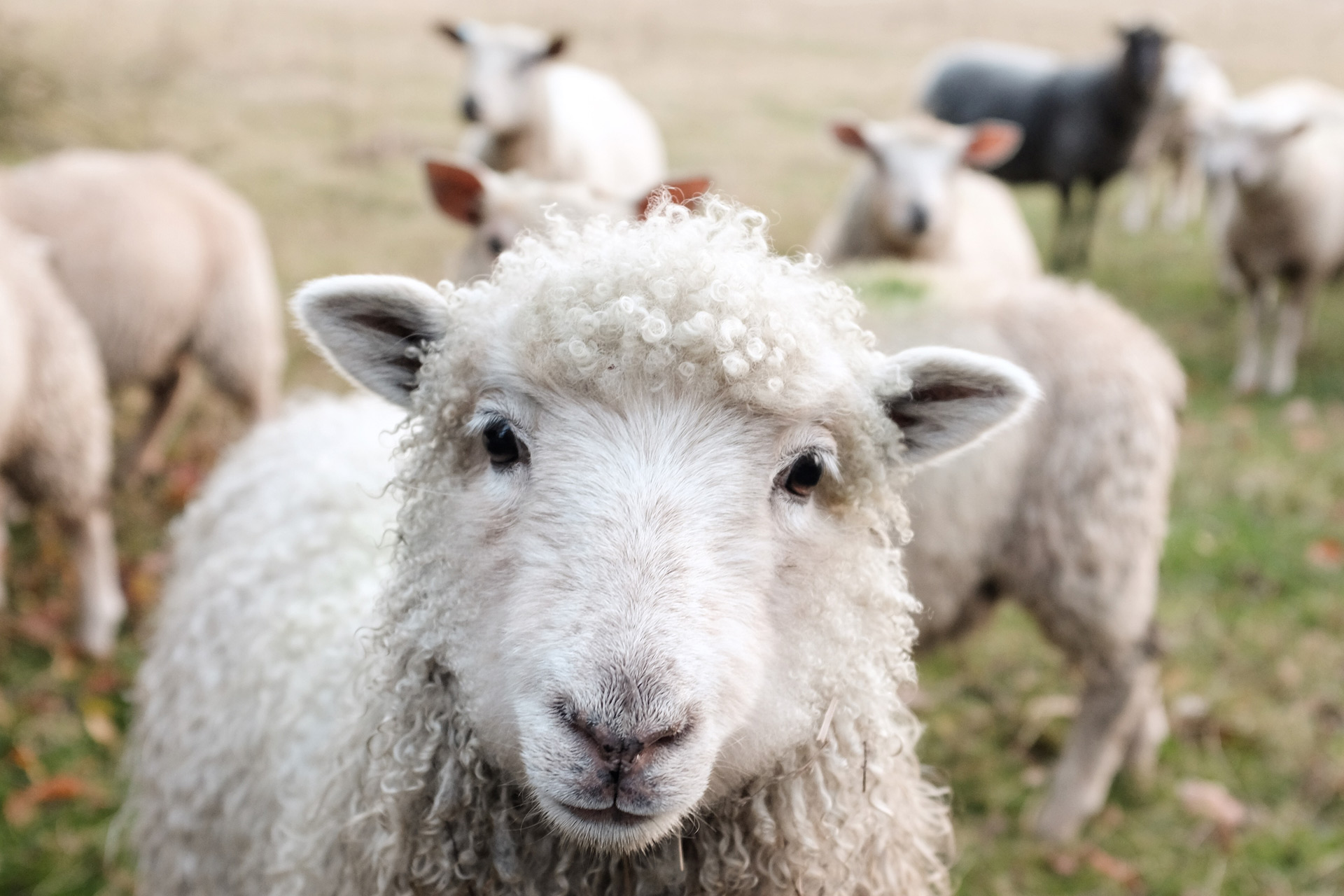 Sheep Are Grazing On Hampstead Heath This Week