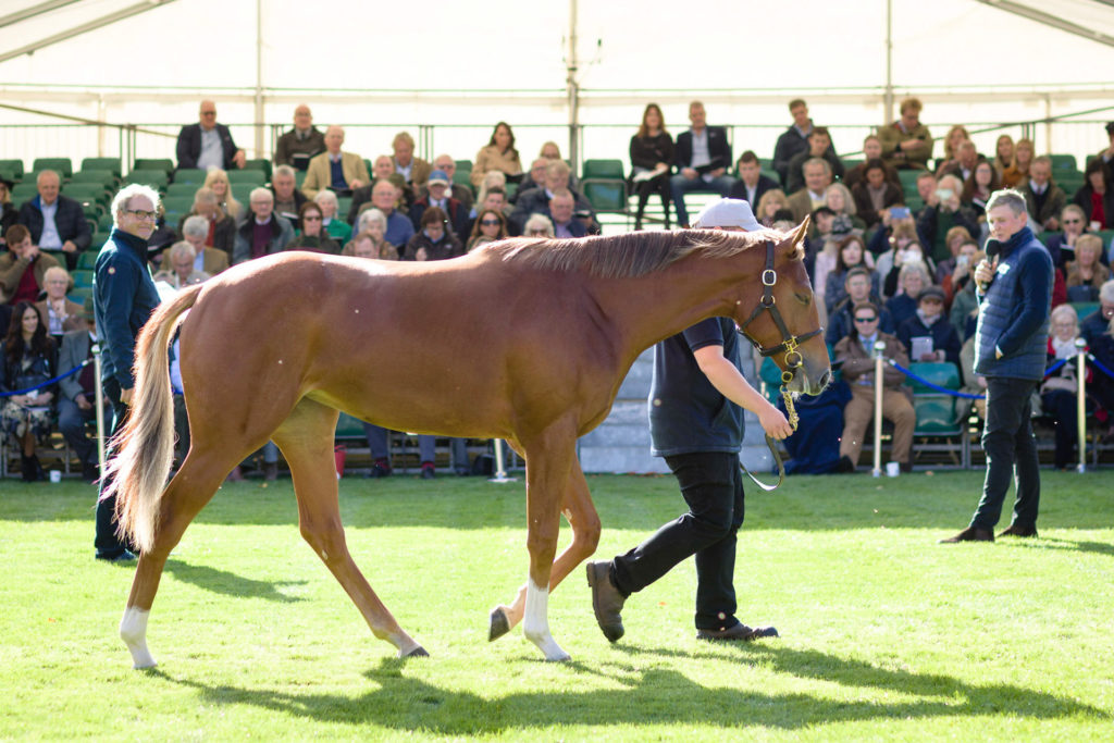 Horse being presented at Highclere