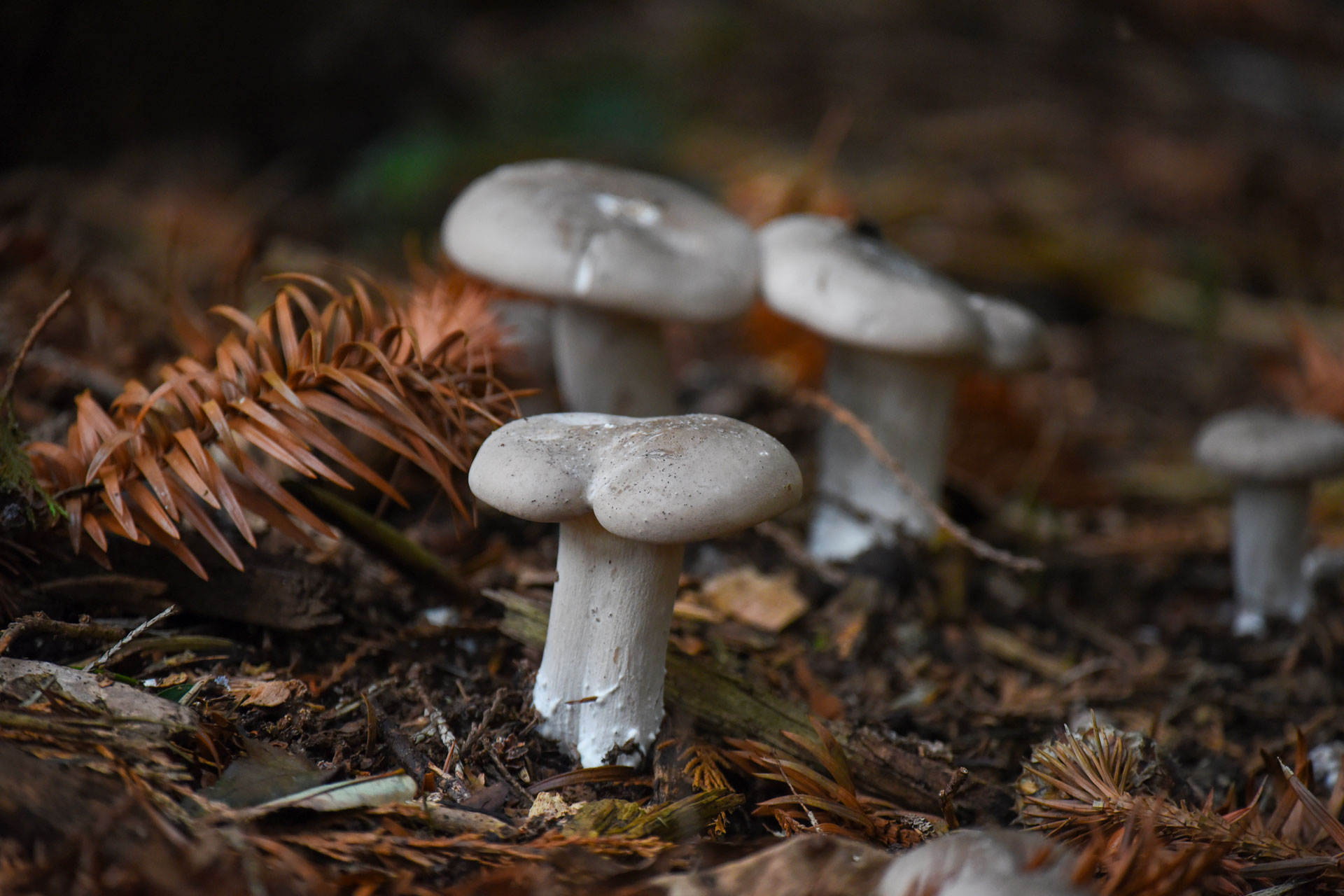 Fungi, mushrooms
