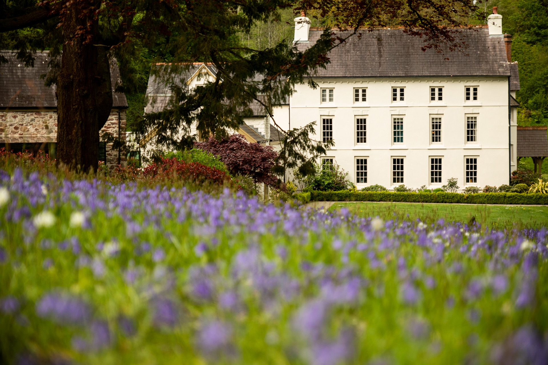Exterior of Georgian house hotel, Grove of Narberth, with lavender in the foreground
