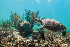 Turtle swimming in the ocean 