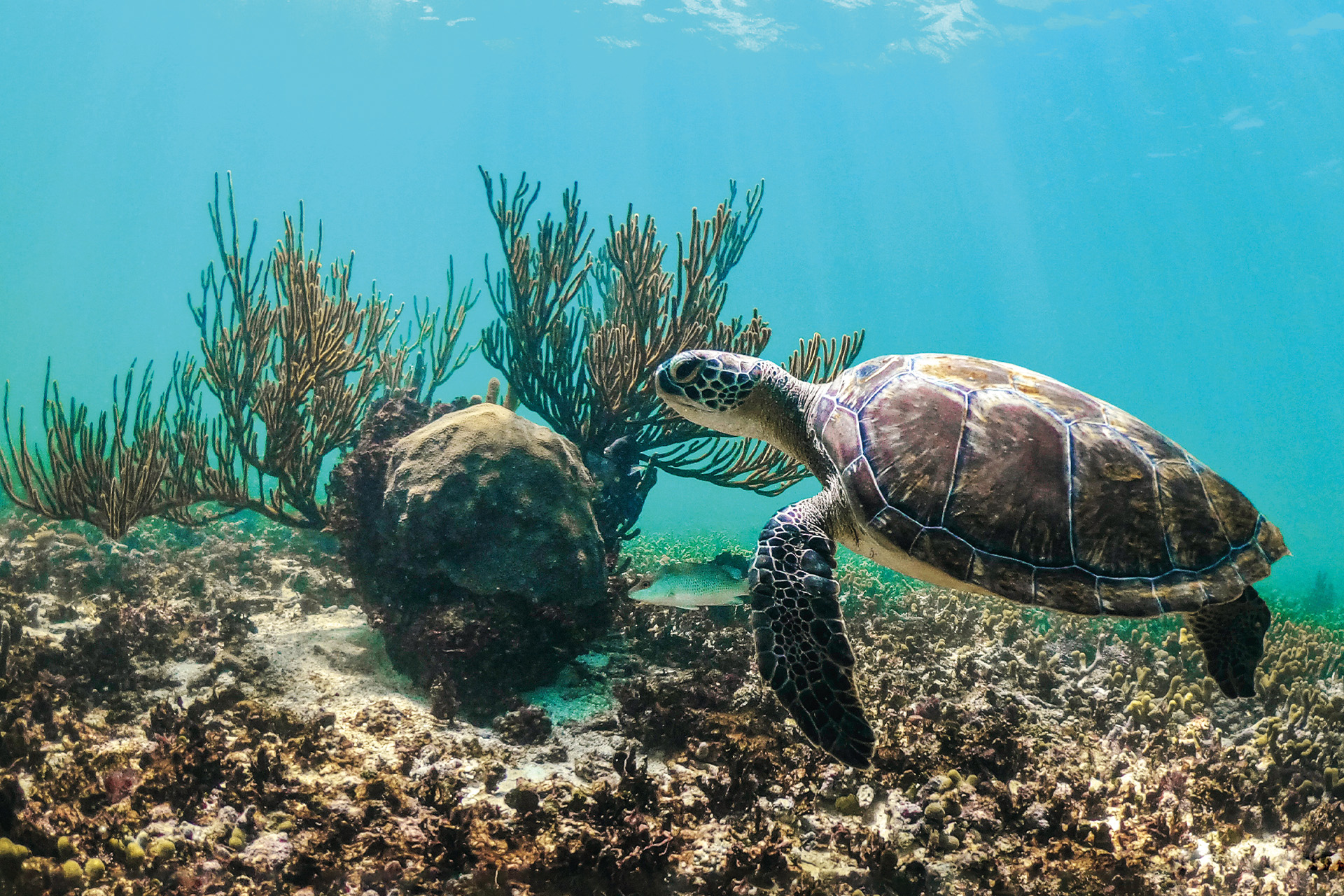 Turtle swimming in the ocean