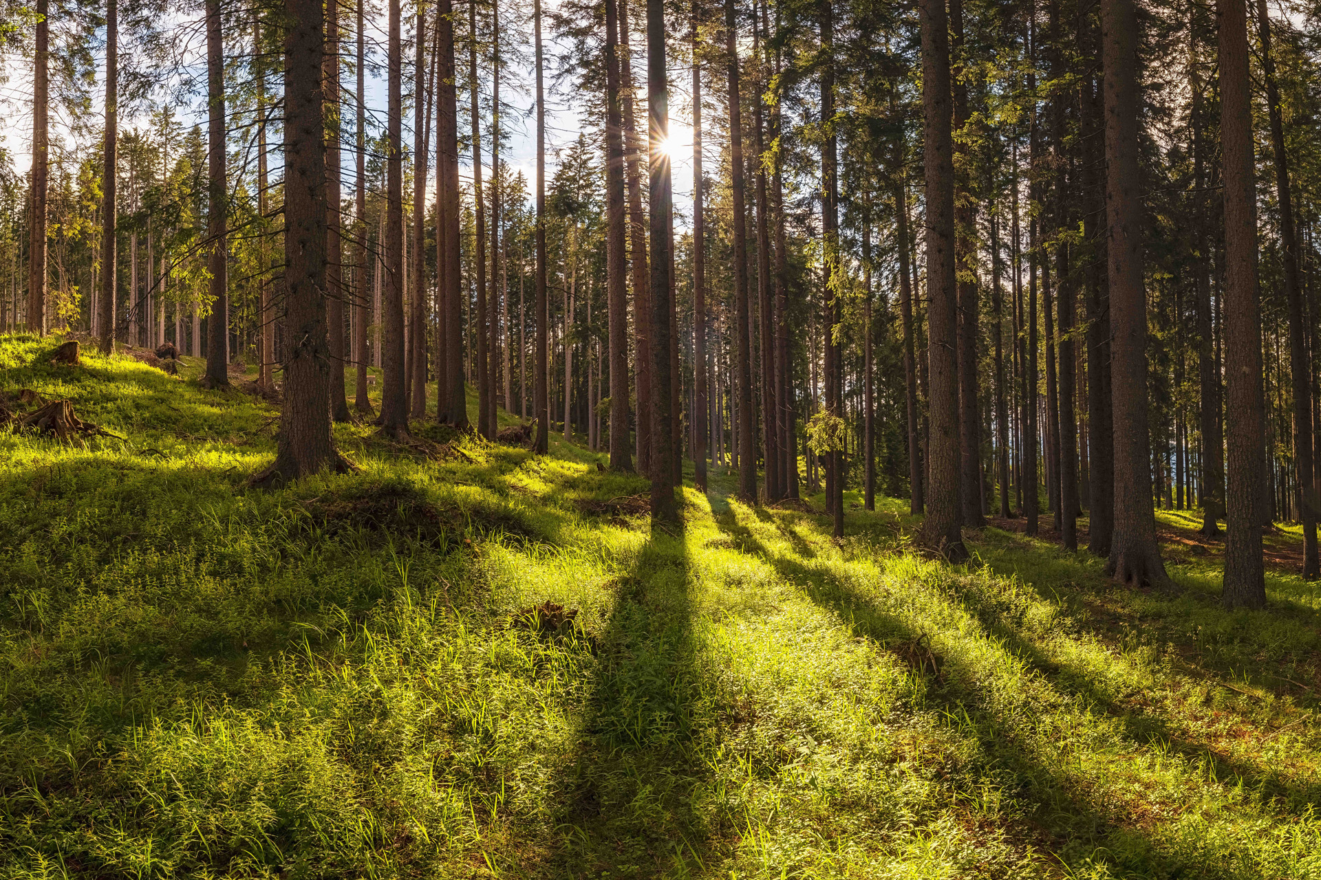 Trentino The Resonant Forest