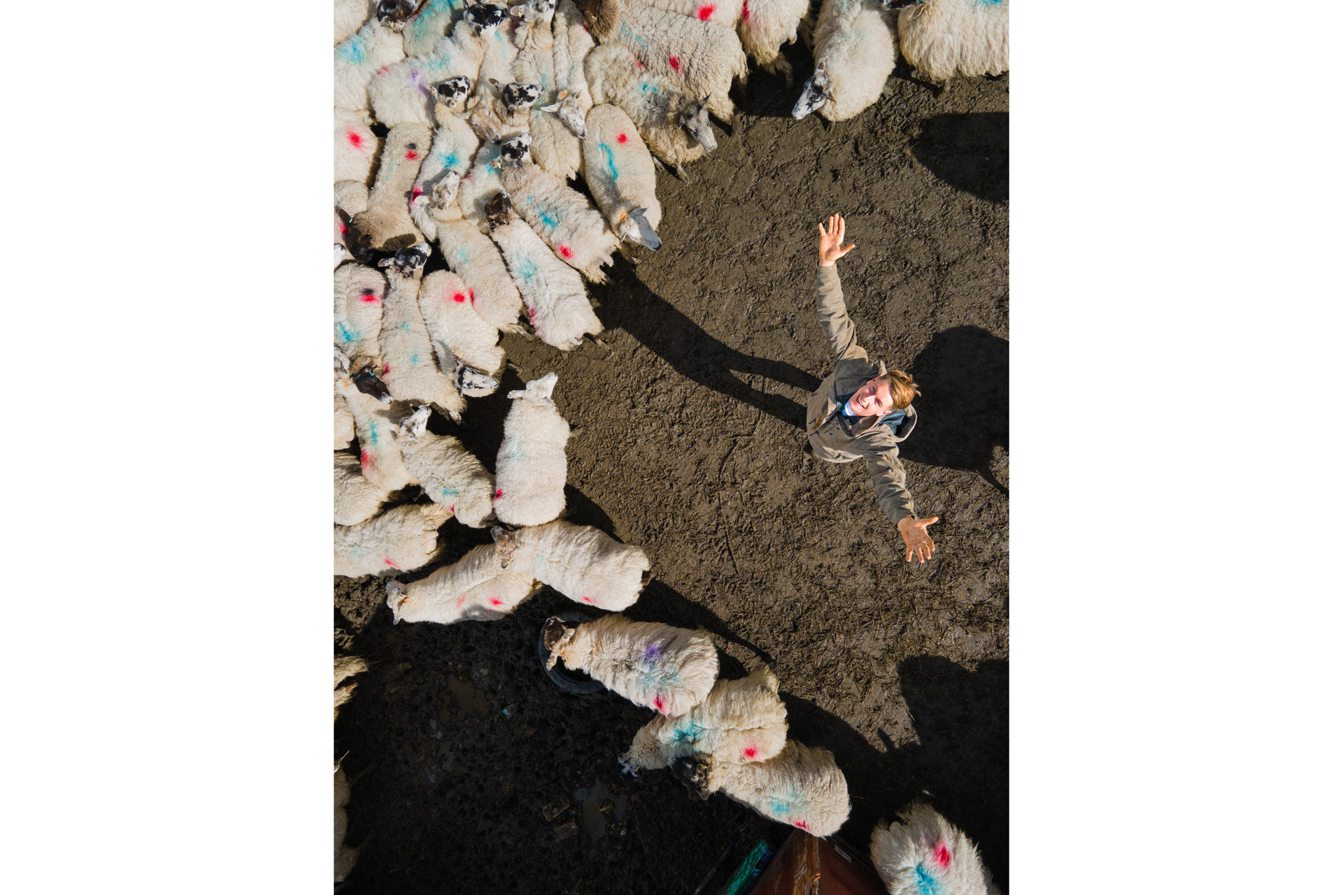 Will Young with his sheep