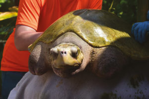 Turtle from the Marine Discovery Centre