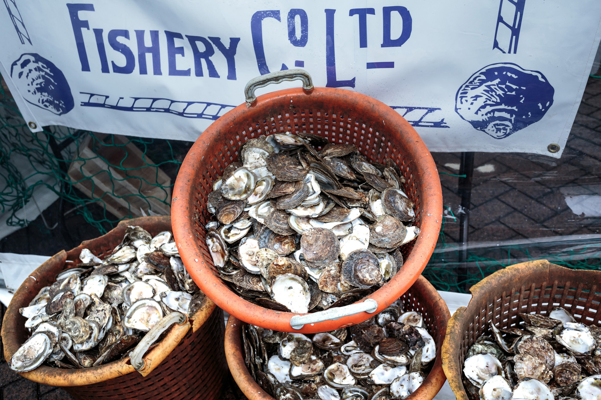 Oyster shell collection at Stranraer Oyster Festival