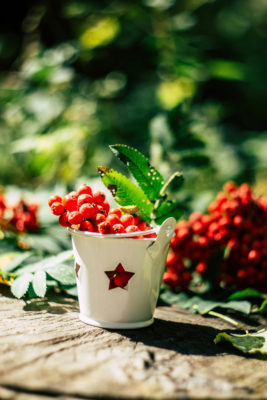 Cranberries in a pot on the table in the garden