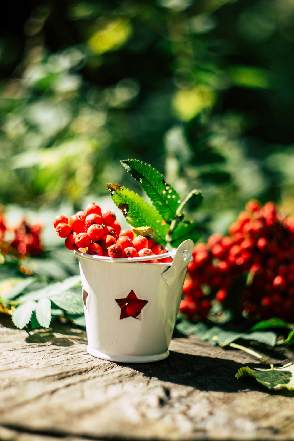 Cranberries in a pot on the table in the garden