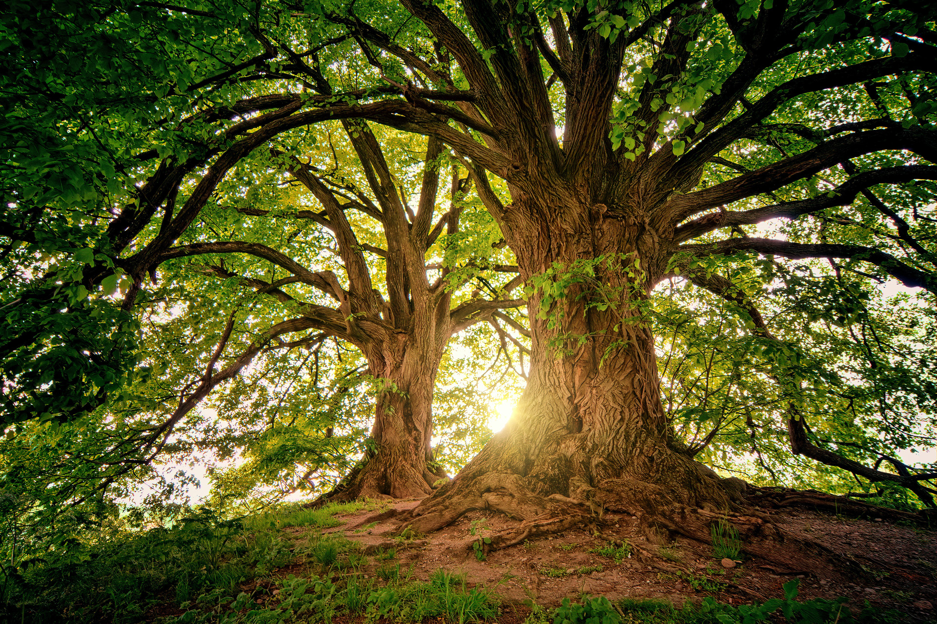 Two old trees