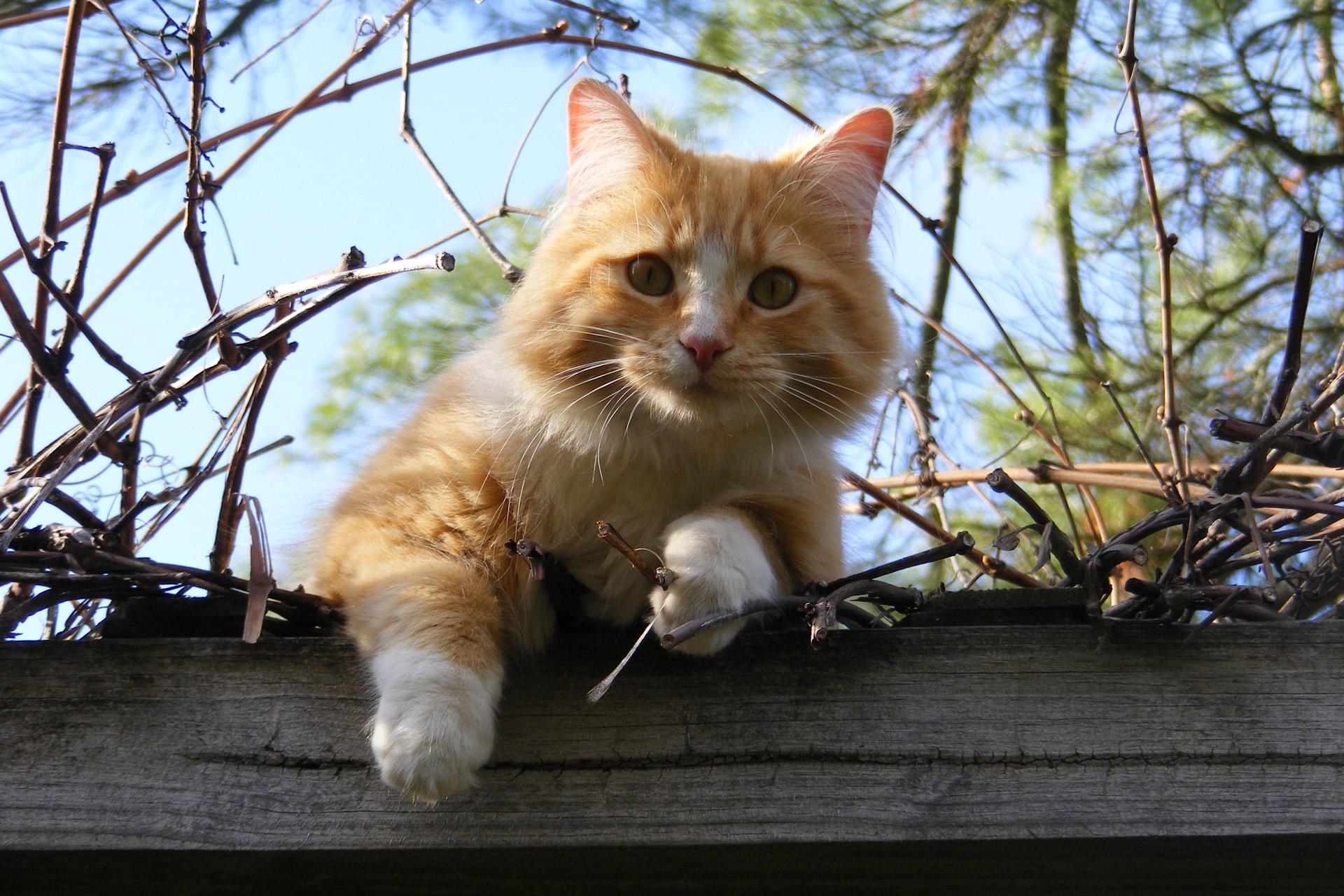 Good News: Crime Busting Cats