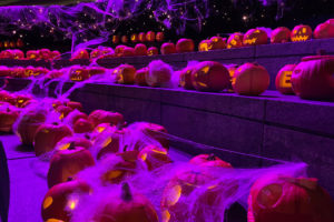 Pumpkin Carving at Merchant Square