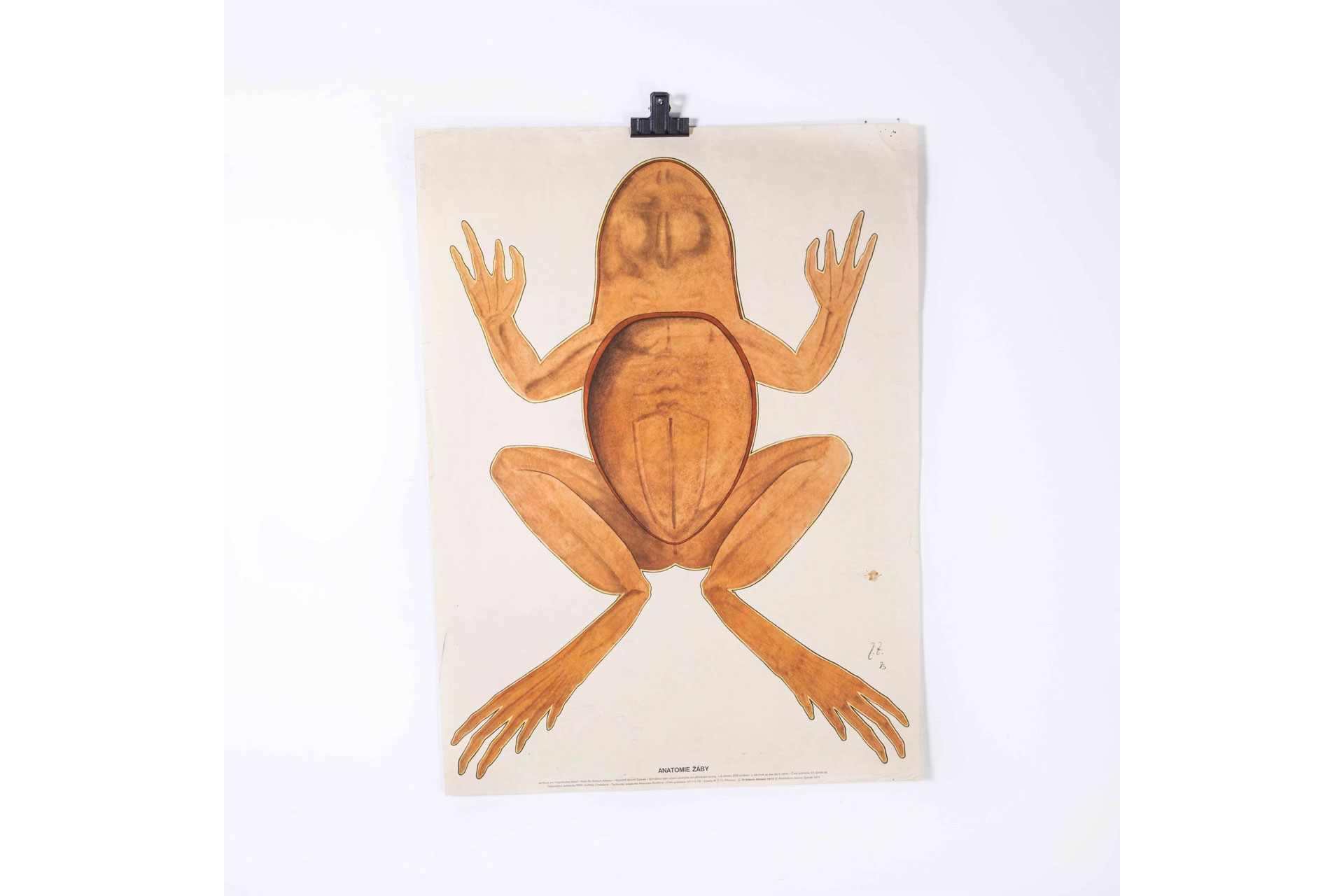 Merchant & Found frog poster