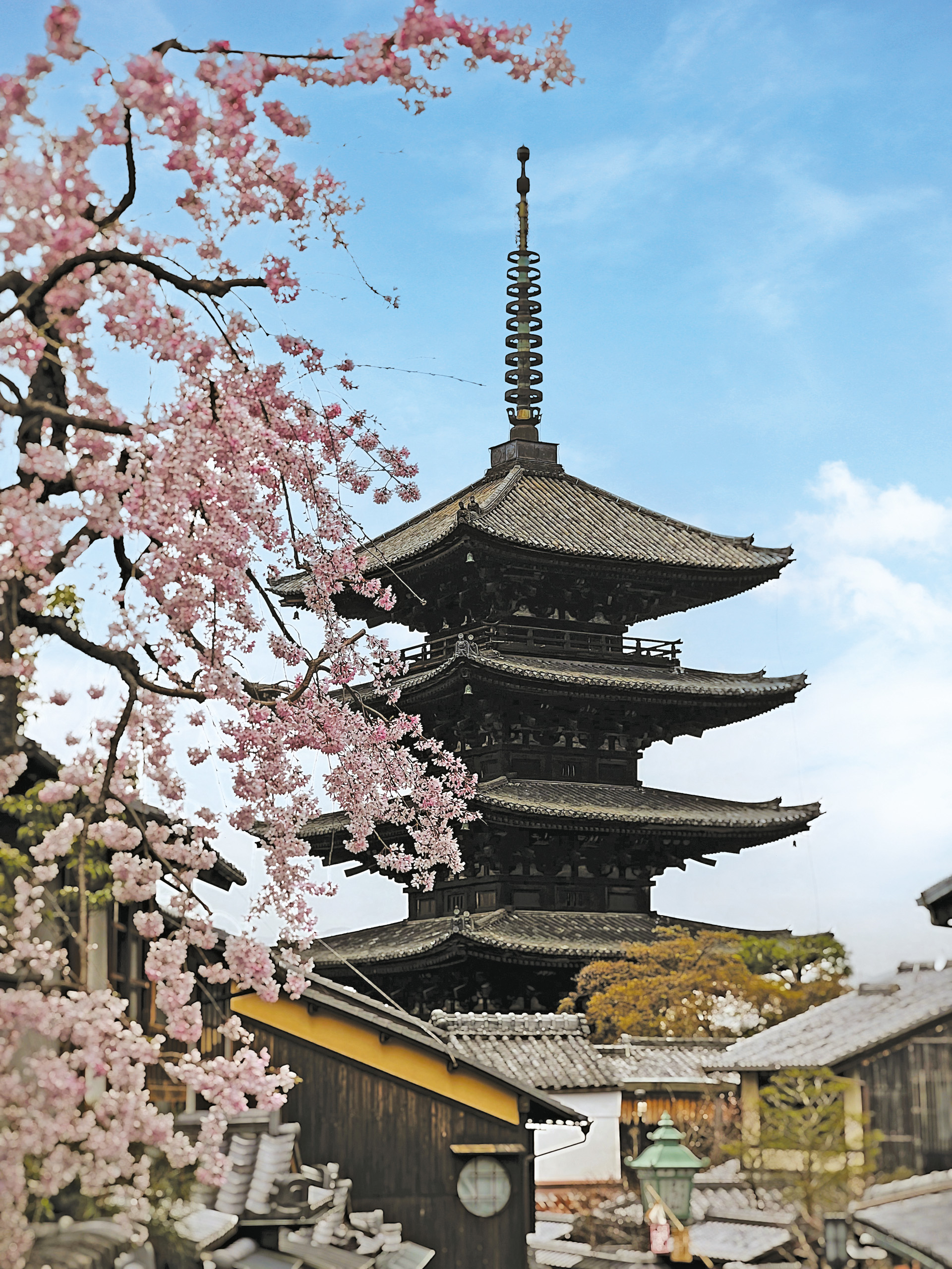 Sakura Kyoto, Japan