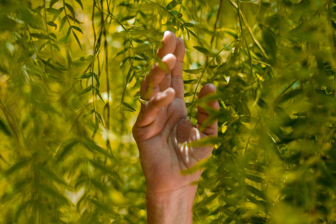 Hand in plants