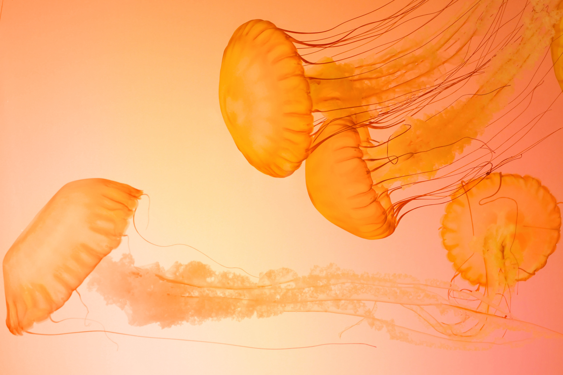 Jellyfish on orange background
