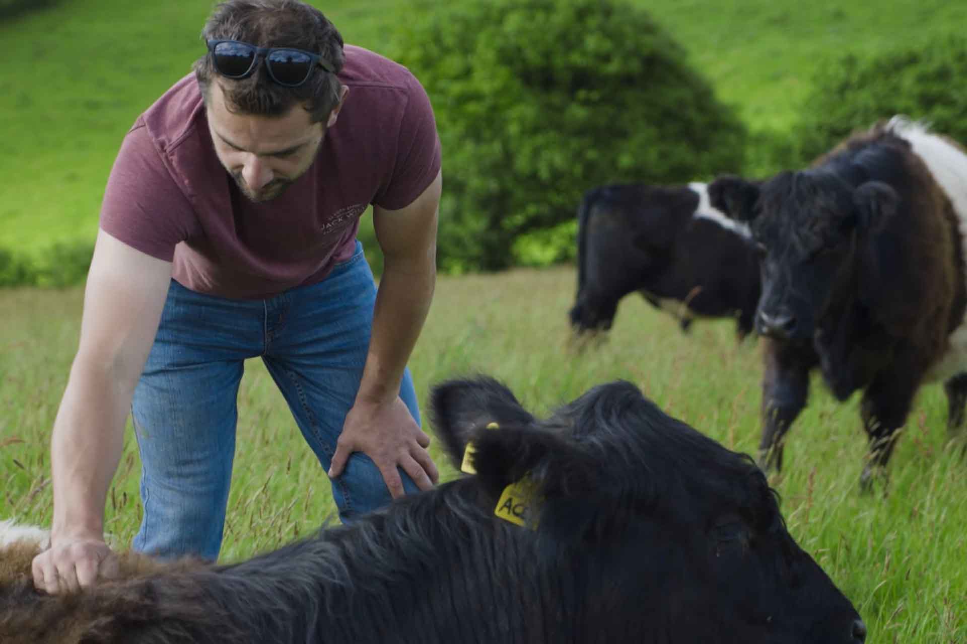 Farmer tending to cows