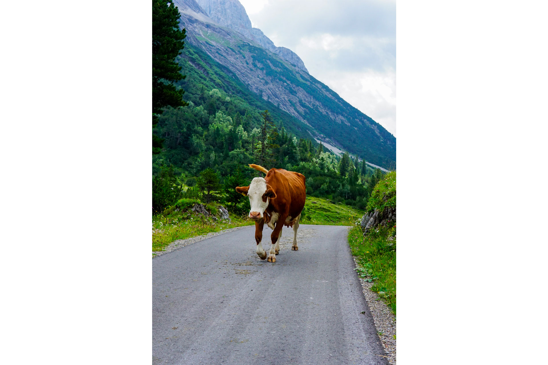 Cow in Lech Valley