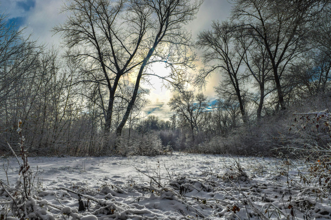 Winter in nature